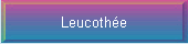 Leucothe